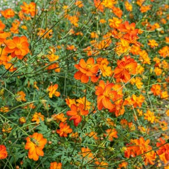 Cosmos Laranja 10 Sementes SoFlor Sementes