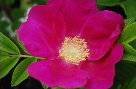 Rosa Rosinha Rosada: Os Melhores e Piores Shinies Rosa - Smogon