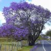 Jacarand Azul Mimoso Jacaranda Mimosifolia Bignoniaceae Sementes Soflor Sementes