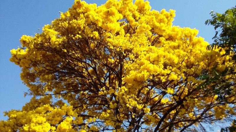 Ip Amarelo Do Cerrado Tabebuia Ochracea Sementes Soflor Sementes